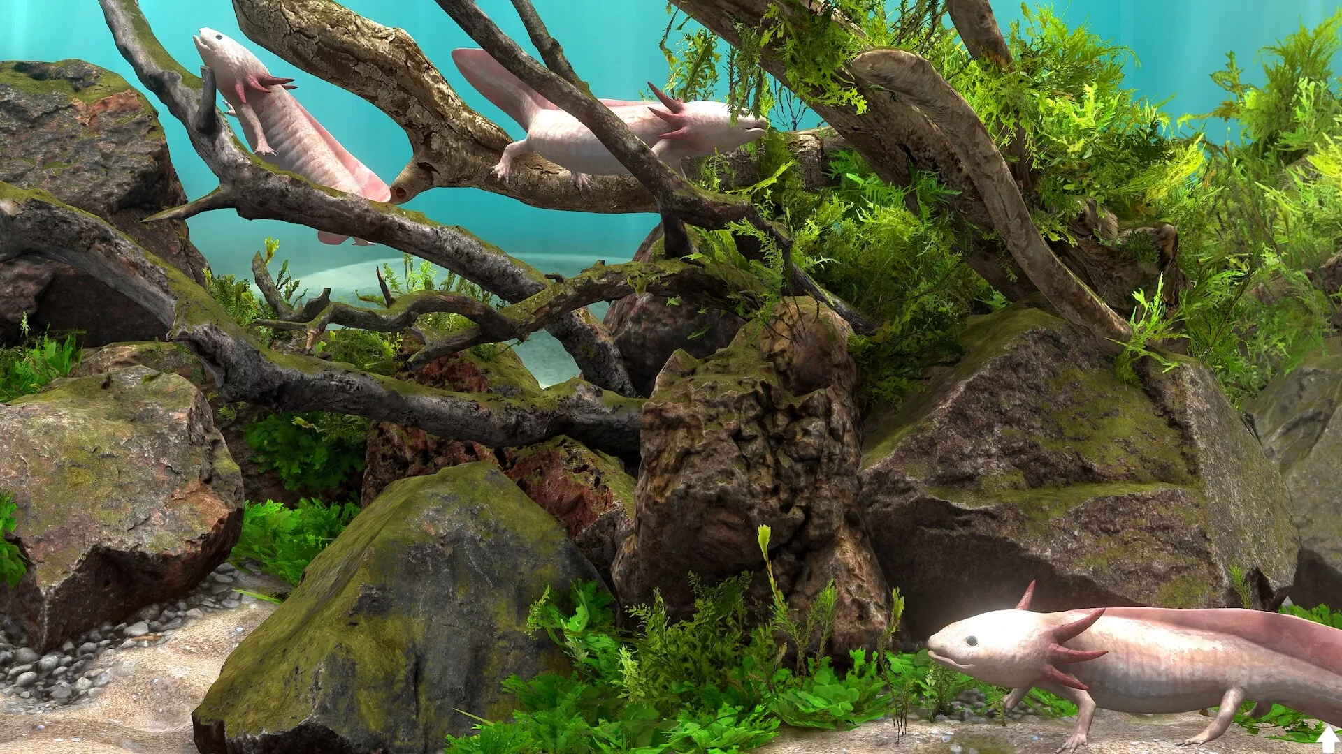玻璃背后：水族馆模拟器/Behind Glass: Aquarium Simulator 版本更新
